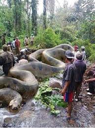 World S Biggest Snake Anaconda Found In Africa S Amazon River Bogus Living Alongside Wildlife